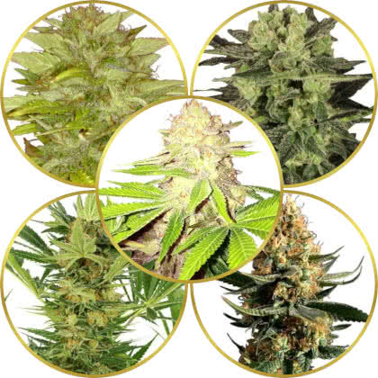 Top 10 Best Weed Strains for Closet/Grow Tent/Box Growing