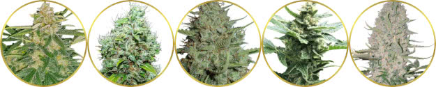 top-rated list of the best cannabis strains for commercial farms