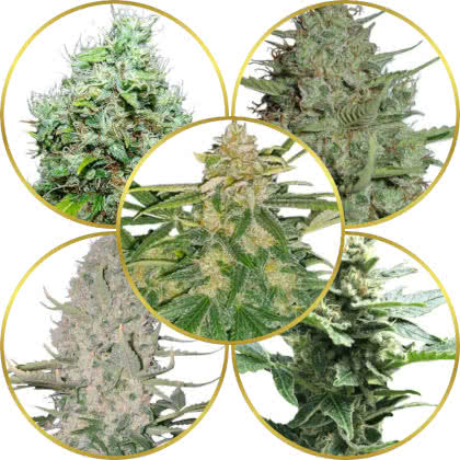 Top 10 Best Strains to Grow for Commercial Farmers