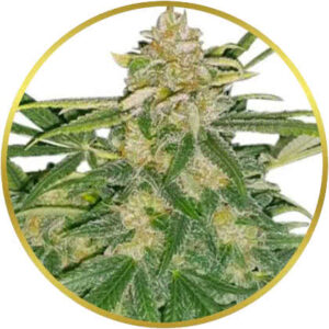 Critical Mass marijuana strain