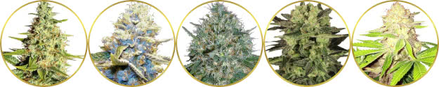 top-rated list of the best dense bud weed strains