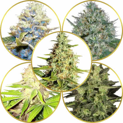 Top 10 Best Dense Bud Weed Strains to Grow