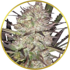 Durban Poison marijuana strain