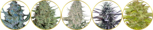 top-rated list of the best easy-growing weed strains for beginners