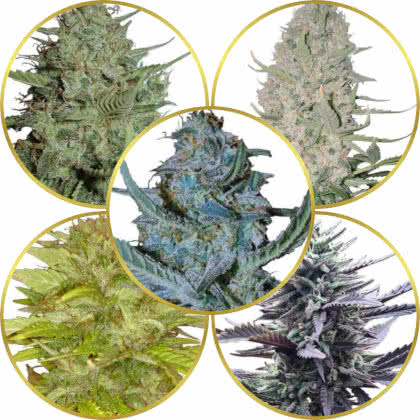 Top 10 Best Easy-Grow Weed Strains for Beginners