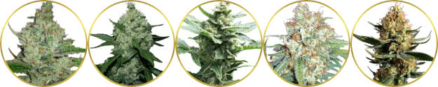 top-rated list of the best fast-flowering weed strains