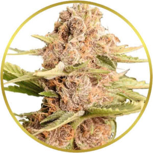 Girl Scout Cookies marijuana strain