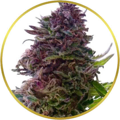 Grand Daddy Purple marijuana strain