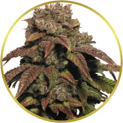 Green Crack marijuana strain