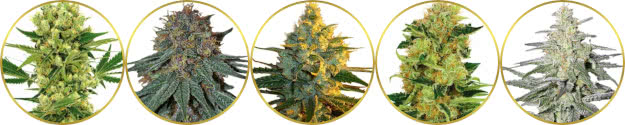 top-rated list of the best haze strains of cannabis