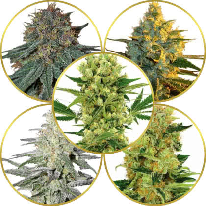 Top 10 Best Haze Cannabis Strains to Grow