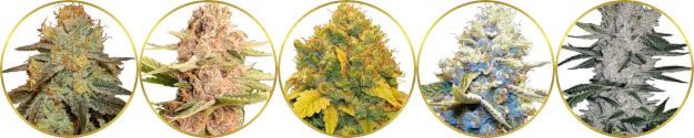 top-rated list of the best high-thc marijuana strains