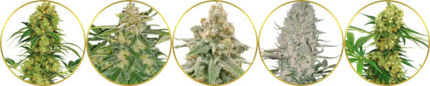 top-rated list of the best high-yield marijuana strains