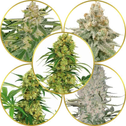 Top 10 Best High-Yield Marijuana Strains to Grow