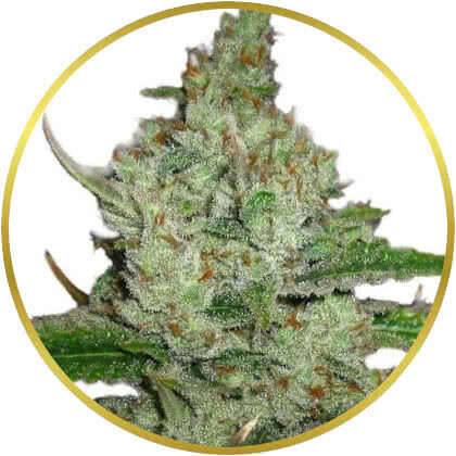 Hindu Kush marijuana strain