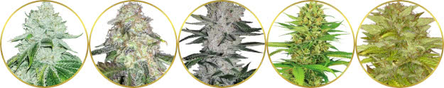 top-rated list of the best hybrid sativa-indica strains