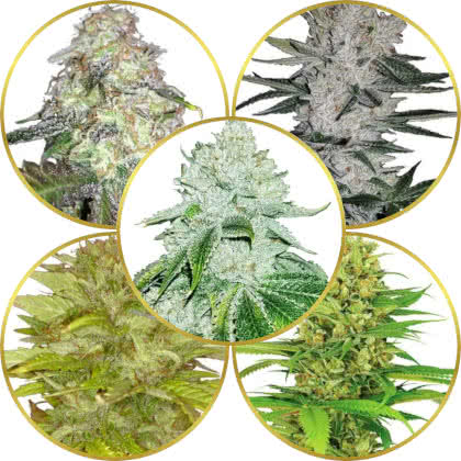 Top 10 Best Sativa-Indica Hybrid Strains to Grow