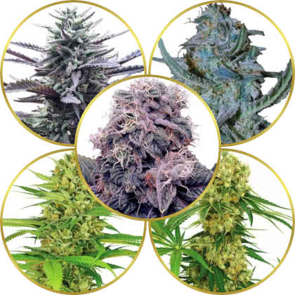 Top 5 Best Marijuana Strains to Grow Hydroponically