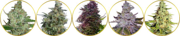 top-rated list of the best indica strains