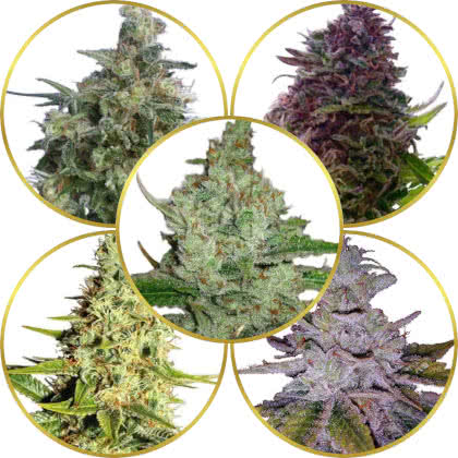 Top 10 Best Indica Strains to Grow (Indica Dominant)