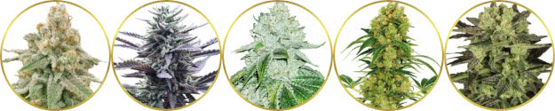 top-rated list of the best indoor marijuana strains