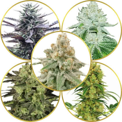 Top 10 Best Marijuana Strains to Grow Indoors