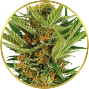 Jack Herer marijuana strain