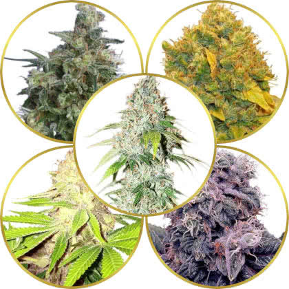 Top 10 Best Kush Cannabis Strains to Grow