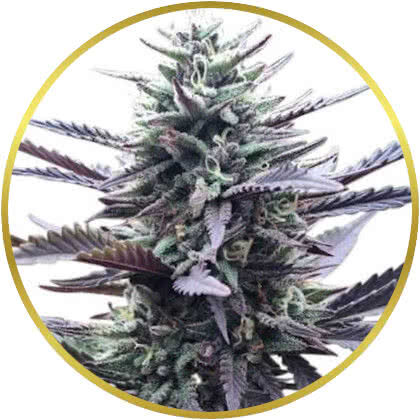 LA Confidential marijuana strain