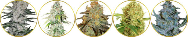 top-rated list of the best-looking marijuana strains