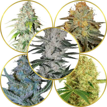 Top 10 Best-Looking Weed Strains to Grow