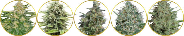 top-rated list of the best medical marijuana strains