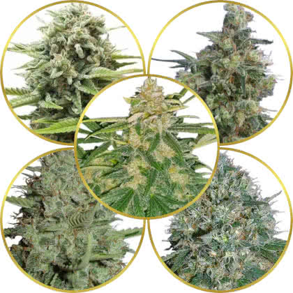 Top 10 Best Medical Cannabis Strains to Grow