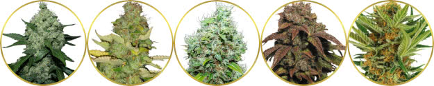 top-ranked list of the best mold-mildew resistant cannabis strains