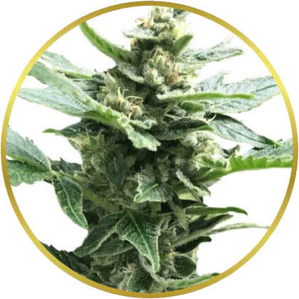 Northern Lights marijuana strain