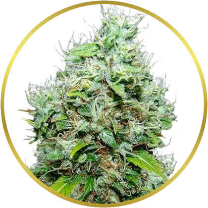 NYC Diesel marijuana strain