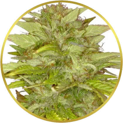 Orange Bud marijuana strain
