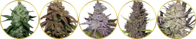 top-rated list of the best outdoor marijuana strains to grow