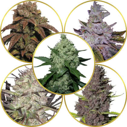 Top 10 Best Marijuana Strains to Grow Outdoors