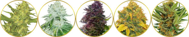 top-rated list of the best popular usa dispensary cannabis strains