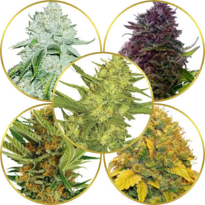 Top 10 Best Popular USA Dispensary Strains to Grow