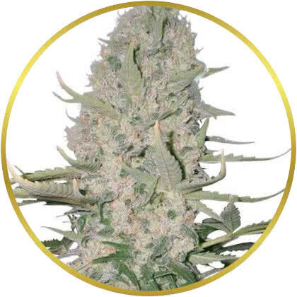 Power Plant marijuana strain