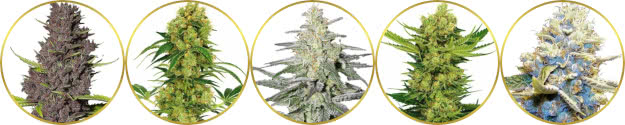 top-rated best cash-crop weed strains to grow and sell for profit