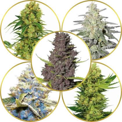 Top 10 Best Weed Strains to Grow and Sell for Profit