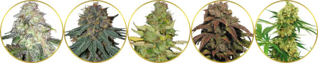 top-rated list of the best psychedelic weed strains