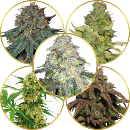 Top 10 Best Psychedelic Weed Strains to Grow