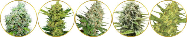 top-rated list of the best pungent skunk gas weed strains