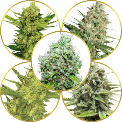 Top 10 Best Pungent Gas Weed Strains to Grow