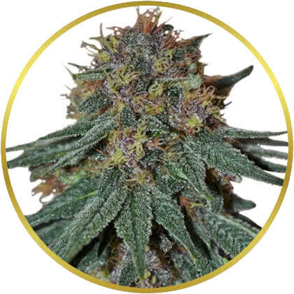 Purple Haze marijuana strain