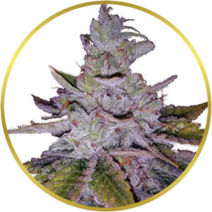Purple Kush marijuana strain